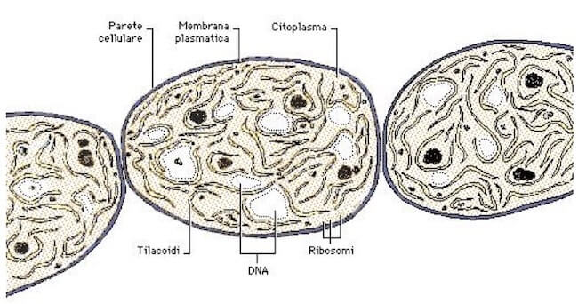 Struttura della cellula dei cianobatteri
