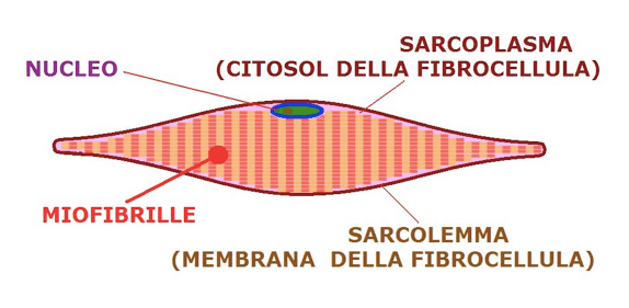 struttura della cellula muscolare