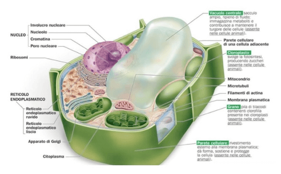 Struttura generale della celllula vegetale