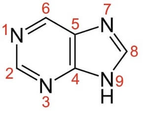 struttura della purina