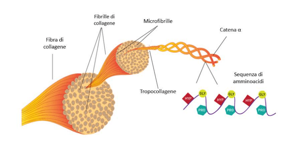 Struttura delle fibre collagene