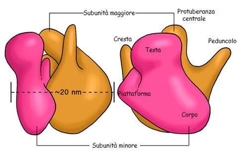 struttura delle subunità ribosomiali