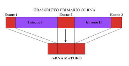 Struttura di un gene
