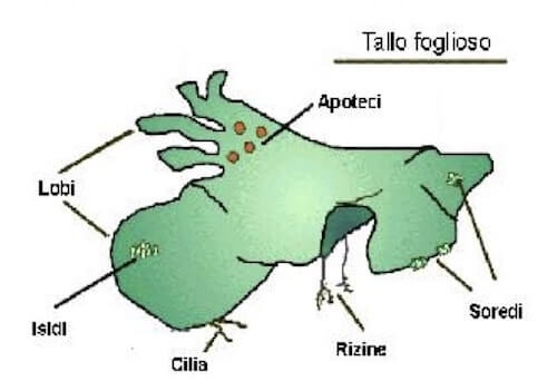 Struttura di un lichene