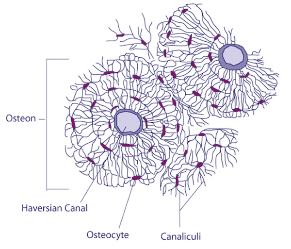 Struttura di un Osteone
