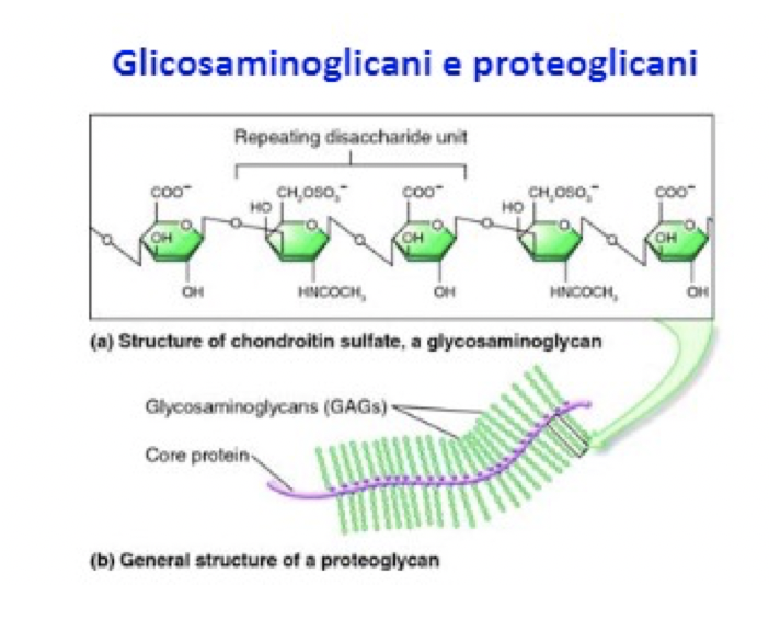 Struttura di un proteoglicano e di un glucosamminoglicano