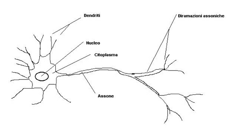 Struttura di una cellula nervosa