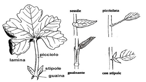 Struttura di una foglia