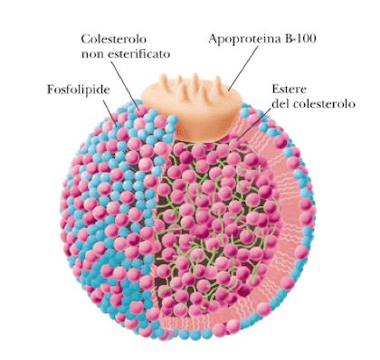 Struttura di una lipoproteina LDL