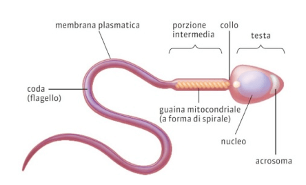 Struttura di uno spermatozoo