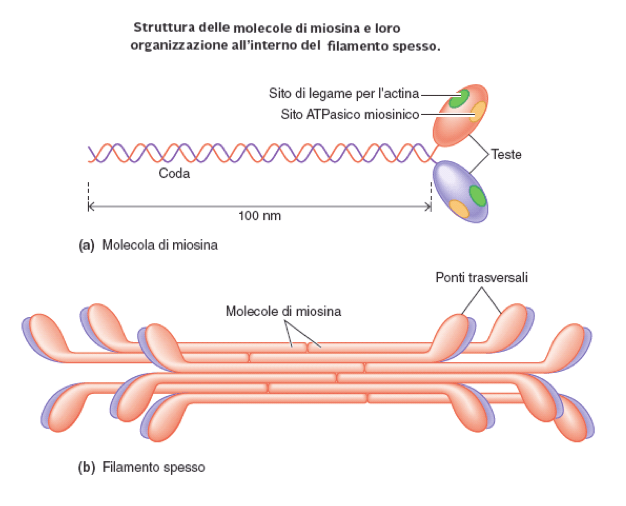 Struttura e organizzazine della miosina