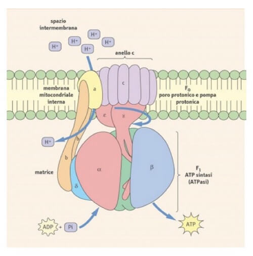 Struttura dell'enzima ATP Sintasi