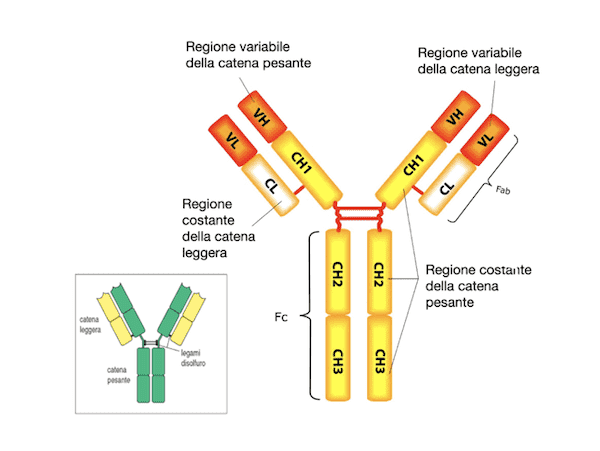 Struttura di una immunoglobulina