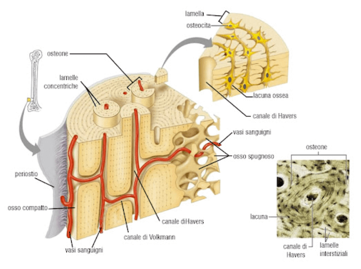 Struttura lamellare dell'osso maturo