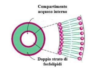 struttura liposoma