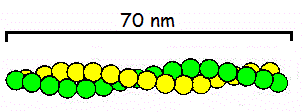 struttura microfilamenti