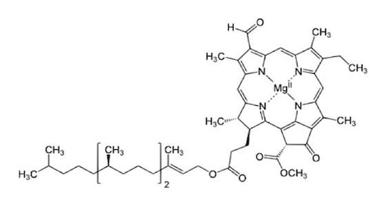 struttura molecolare della clorofilla
