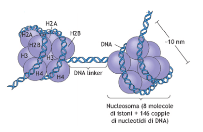 Struttura nucleosoma