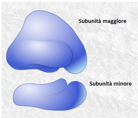 struttura del ribosoma