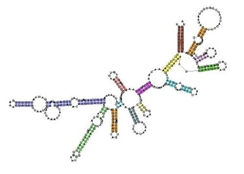 Struttura secondaria degli RNA ribosomiali