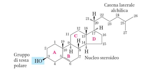 Struttura basilare di uno sterolo