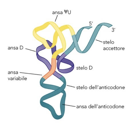 Struttura terziaria a “L” dei tRNA