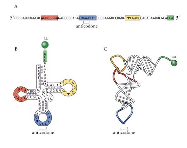 Struttura dell'RNA di trasporto