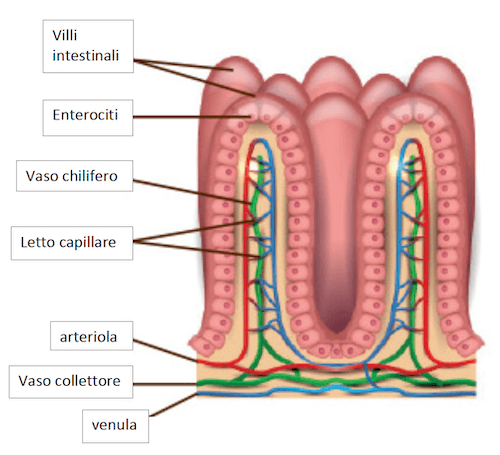 Struttura di un villo intestinale