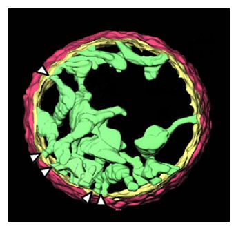 Ricostruzione al computer delle strutture interne del mitocondrio