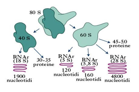 composizione delle subunità ribosomiali degli eucarioti