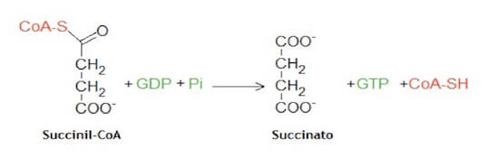 Succinil-CoA Sintetasi