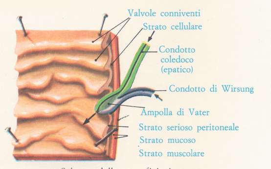 Superficie interna del duodeno