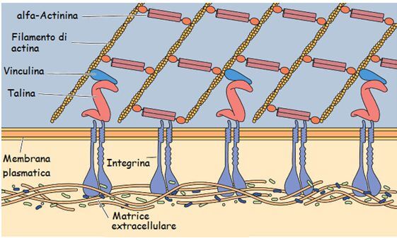 supporto strutturale dei microfilamenti