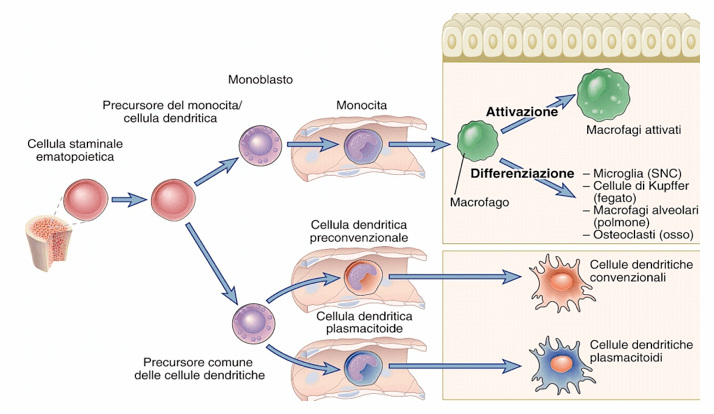 Sviluppo delle cellule dendritiche