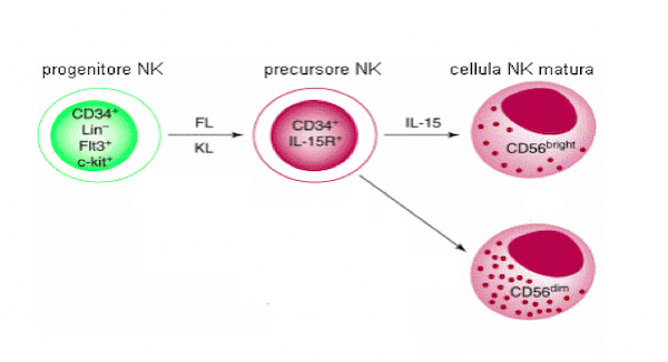 Sviluppo delle cellule NK