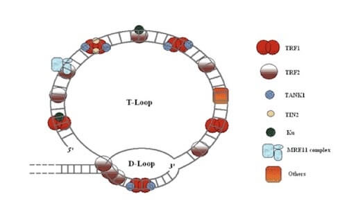 T-loop e D-loop