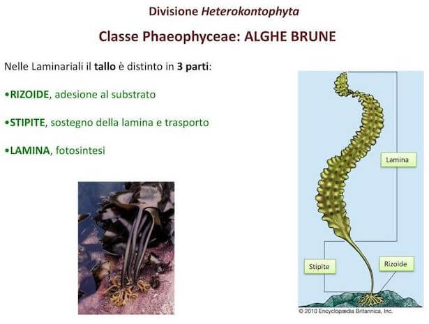 Tallo delle alghe brune