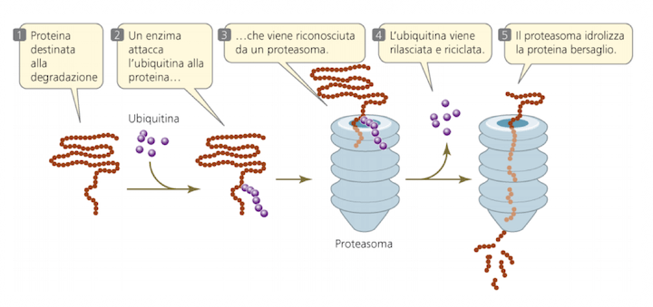 Tappe principali del processo di proteolisi proteasoma-dipendente
