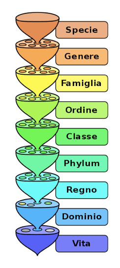 Tassonomia