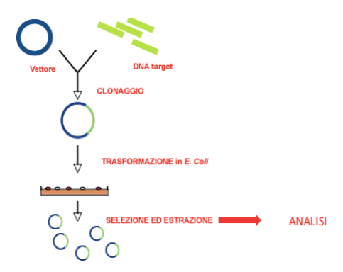 tecnica di clonaggio per amplificare un frammento di DNA