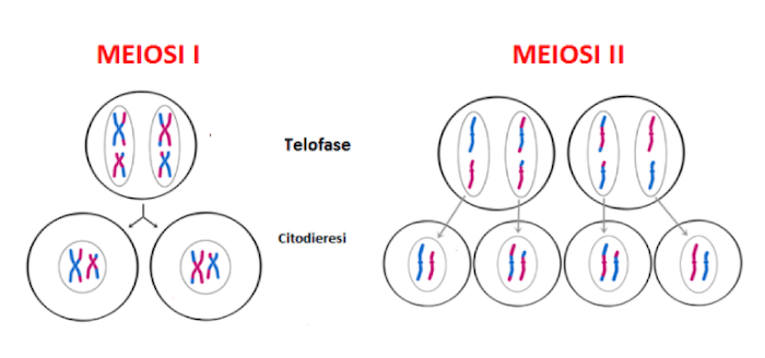 Telofase e citodieresi della meiosi