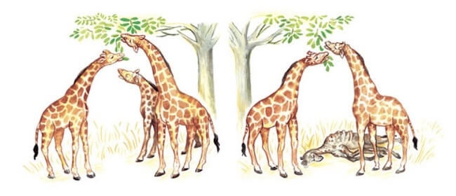 Teoria di evoluzione delle giraffe secondo Darwin