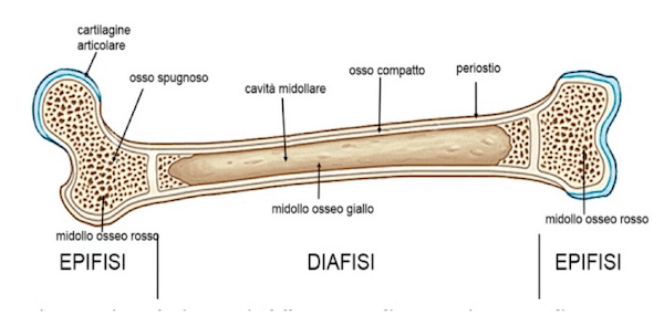 Osso lungo in cui sono evidenziati il tessuto osseo spugnoso e compatto