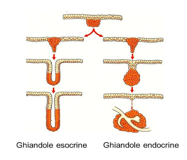 Tessuto epiteliale ghiandolare