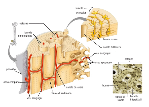 Tessuto osseo compatto in ossa lunghe di mammifero