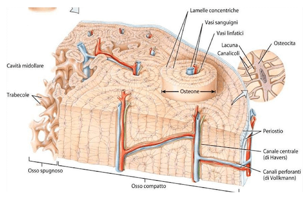 Tessuto osseo maturo