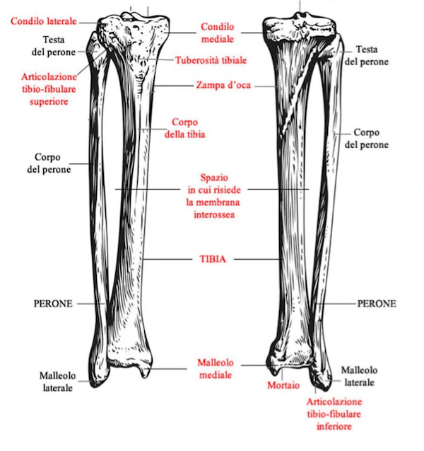 Tibia e perone