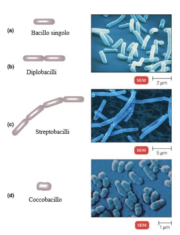 tipi di bacilli