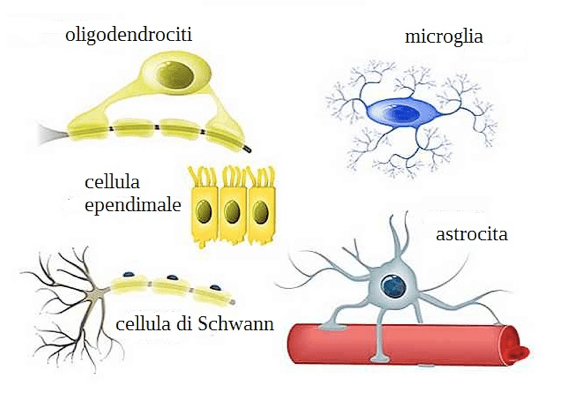 tipi di cellule gliali
