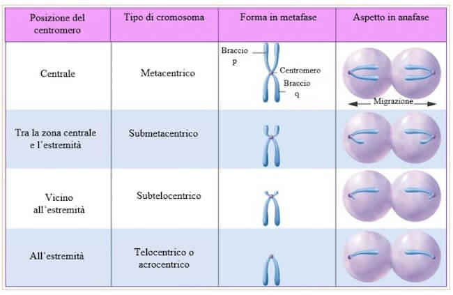Tipi di cromosomi e dell'aspetto che mostrano in metafase e in anafase